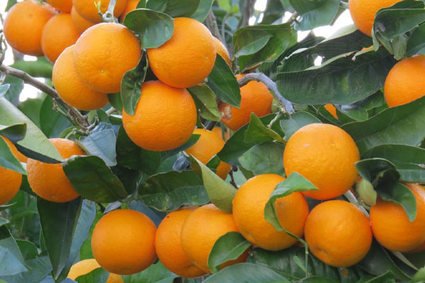 نهال پرتقال شهسواری